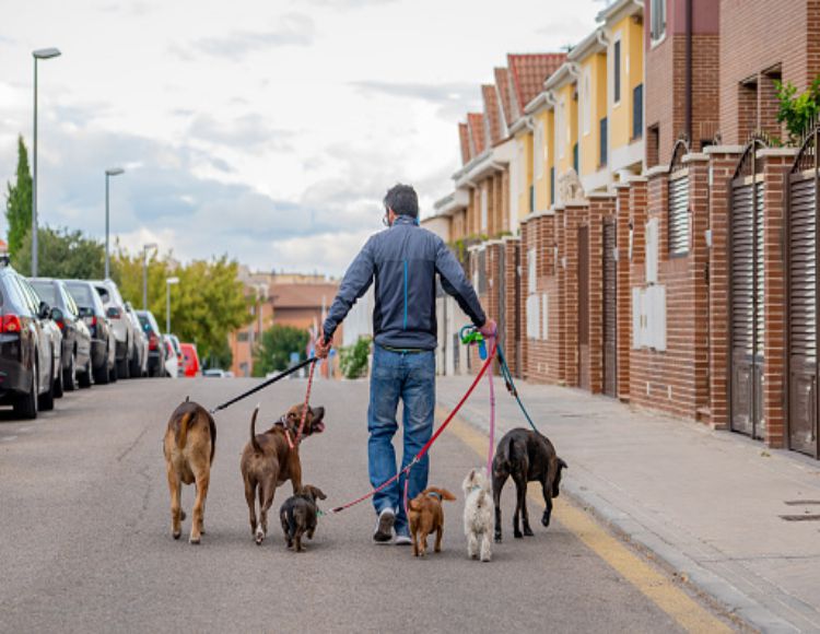 Evcil Hayvan Bakıcısı